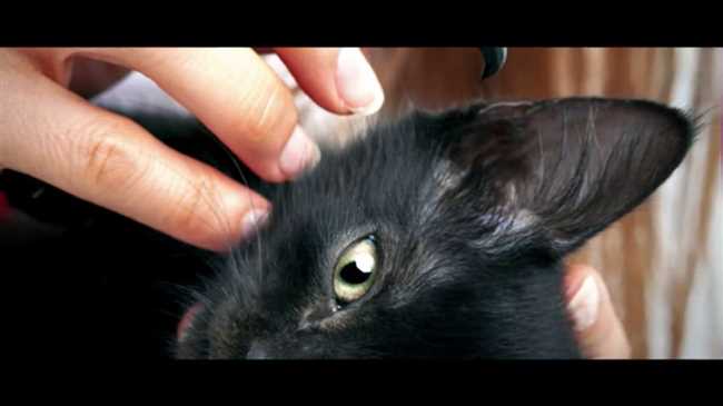 Причины хронического воспаления ушей у котов