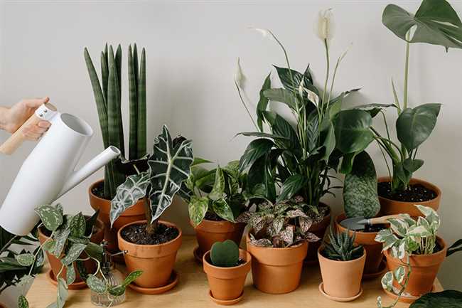 Какие комнатные растения самые полезные?