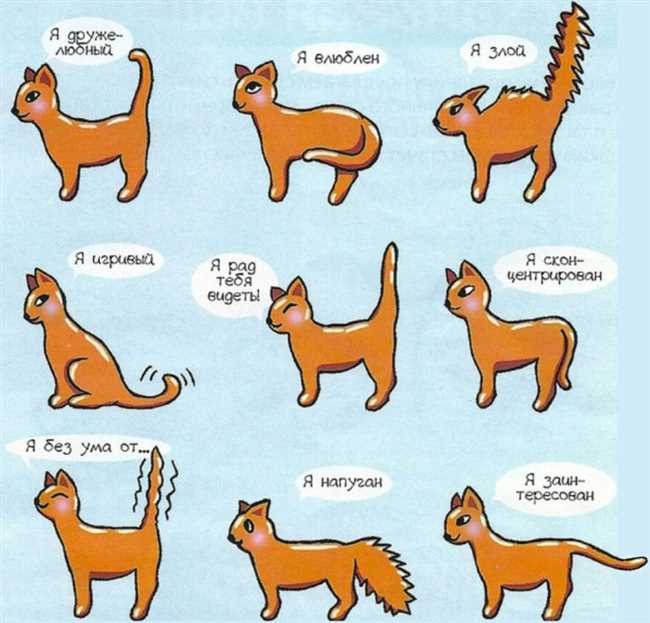Какие кошки разговаривают?