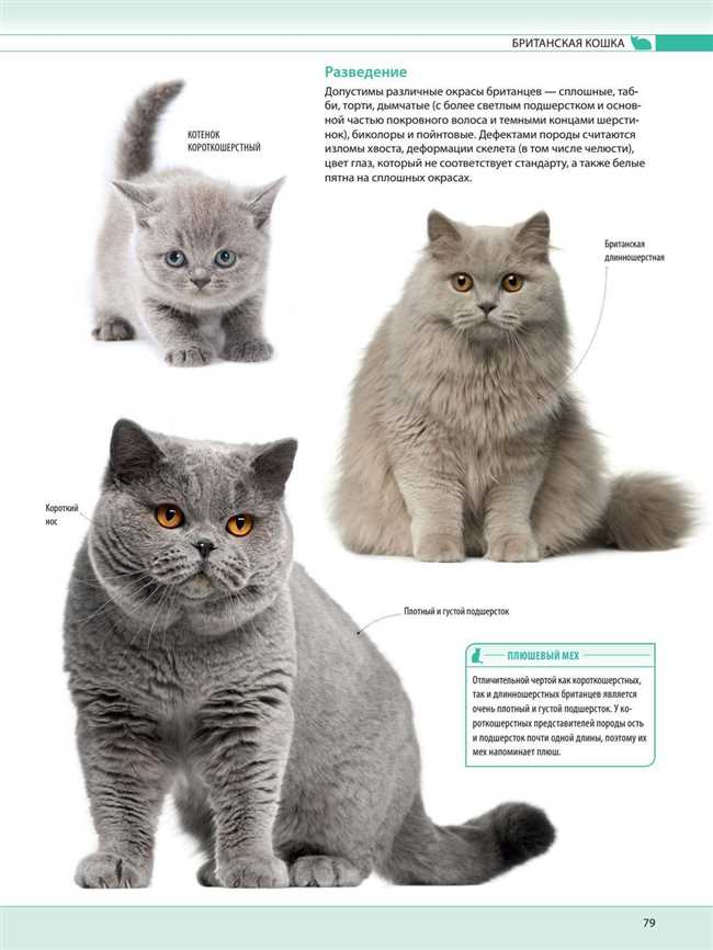 Какие по характеру британские кошки?