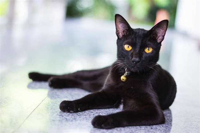 Какие по характеру черные кошки?