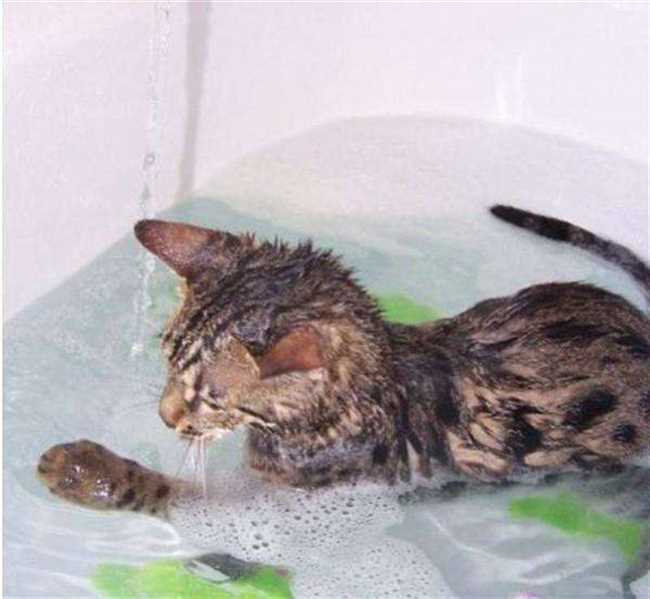 Какие породы кошек не боятся воды?
