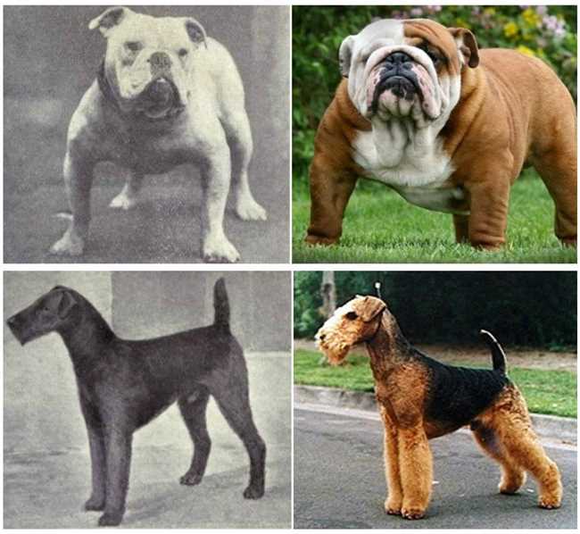 Натуральные породы собак