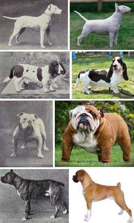 Происхождение натуральных пород собак