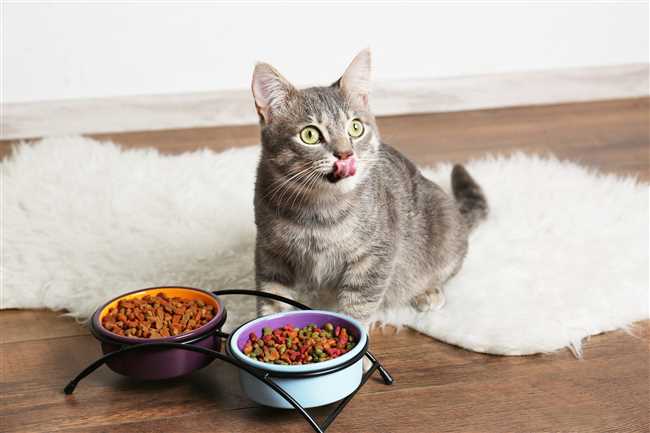 Какие продукты полезны для кошачьей шерсти?