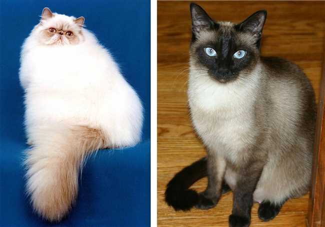 Какие разности бирманских кошек бывают виды?