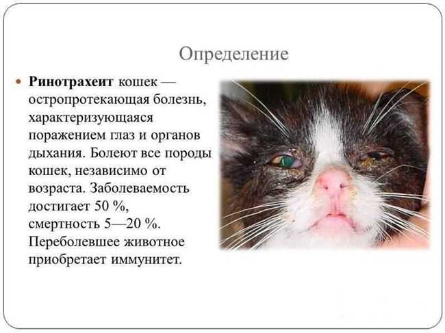 Какие заболевания у котят с глазами бывают?