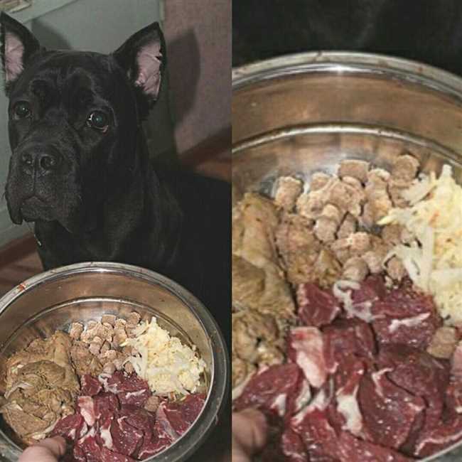 Каким мясом кормить собаку?