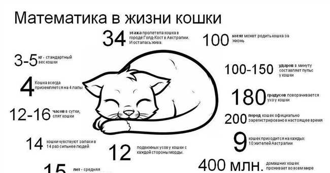 Какое место выбирает кошка для сна?
