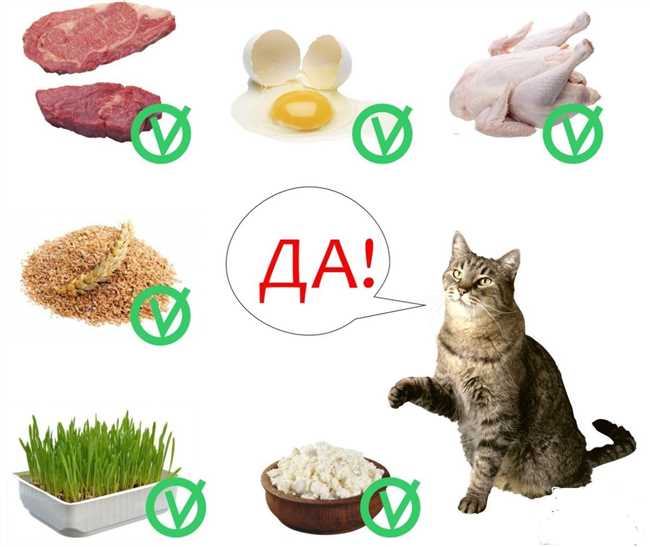 Какое сырое мясо может съедать кошка?