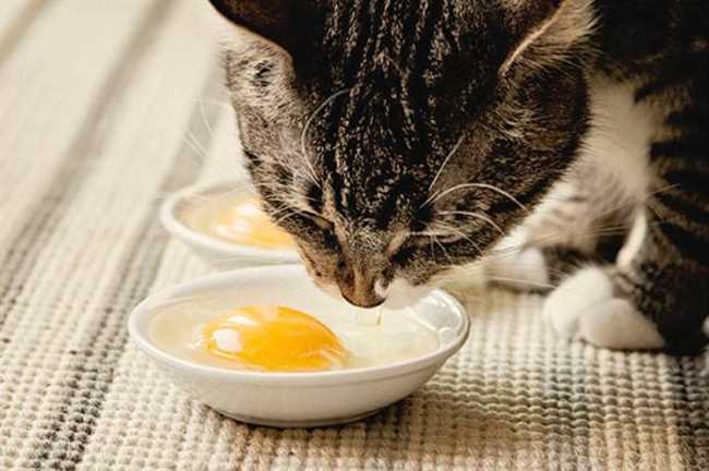 Основные правила кормления кота яйцами