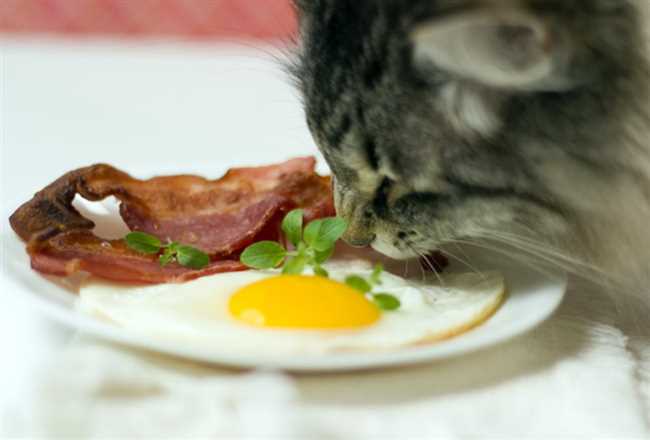 Какое яйцо можно давать коту?