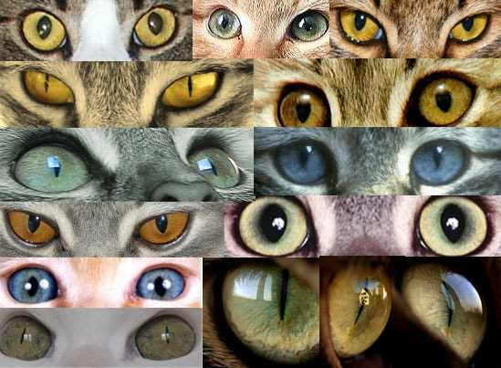 Кошки с желтыми глазами