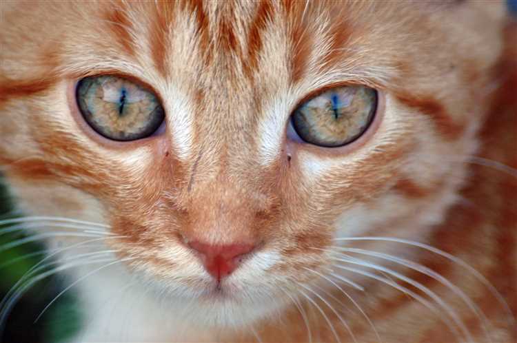 Светлые глаза у кошек