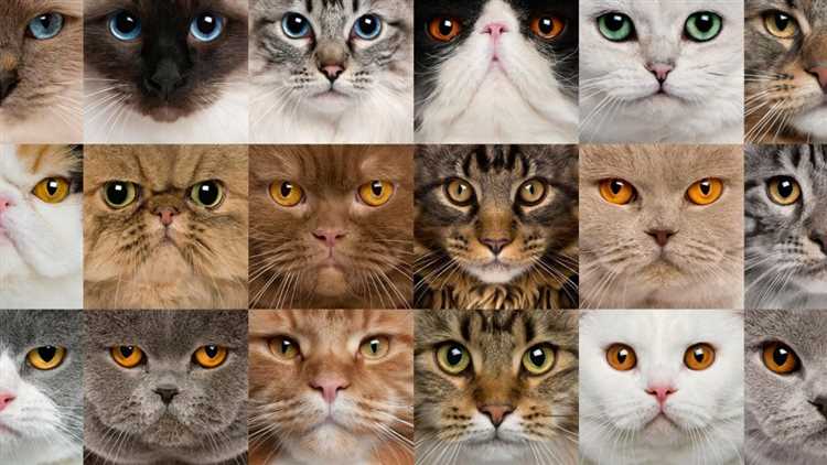 Какого цвета бывают глаза у кошек?