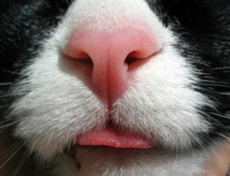 Роль окраски носа в здоровье кошки
