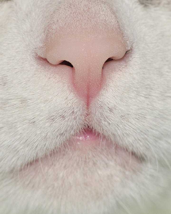 Как узнать, что с носом у кошки не в порядке