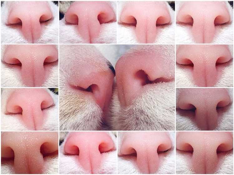 Какого цвета нос у кошки?