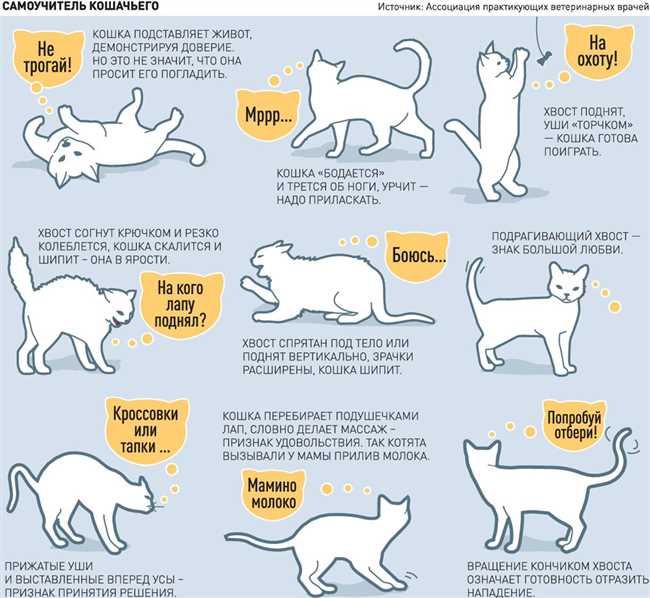 Как правильно распределить количество пищи на день для кошки?