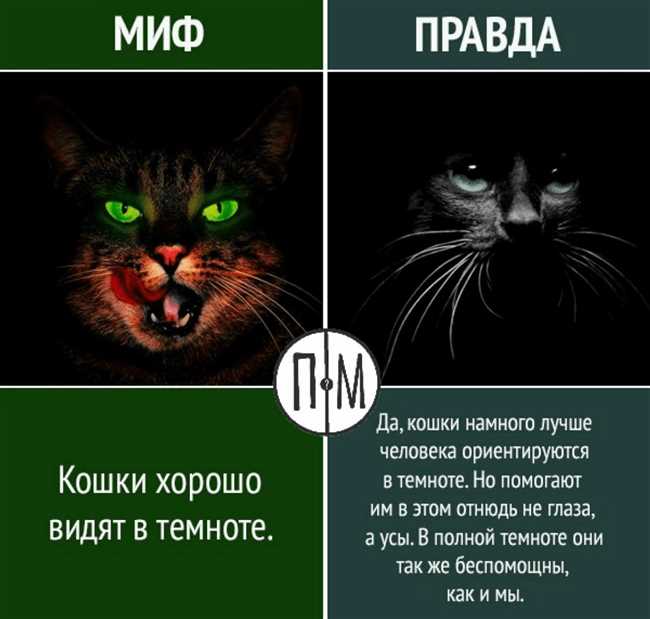 Особенности зрения кота