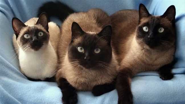 Какой окрас у сиамских котят?