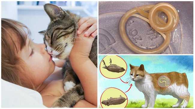 Кошка и паразит, заставляющий ее любить людей