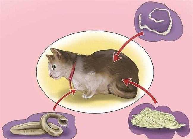Особенности паразита, заставляющего кошек обращаться к людям