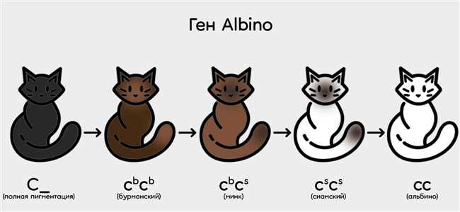 Какой пол кошек имеет 3 окраса?