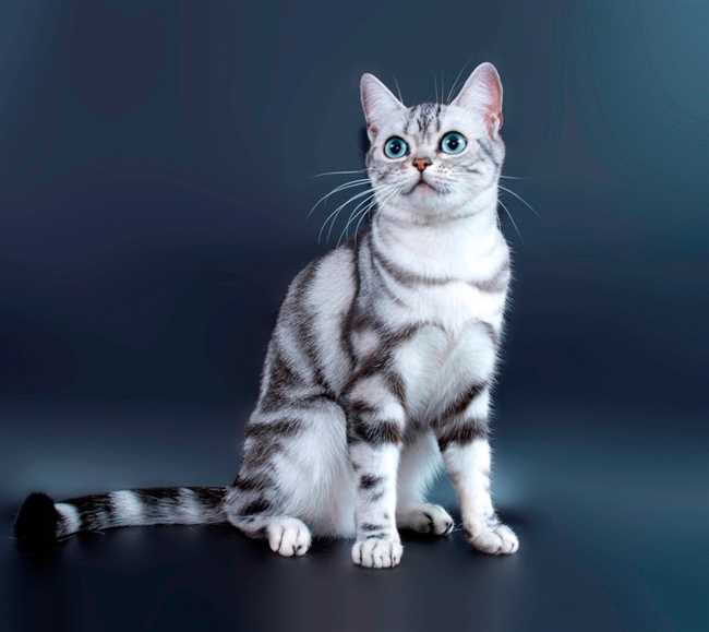 Породы кошек самые подвижные: узнаем, какие существуют!