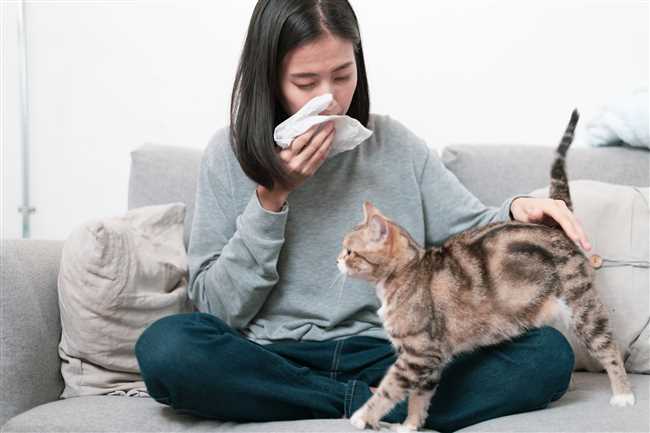Какой породы кошку завести если у меня аллергия на шерсть?