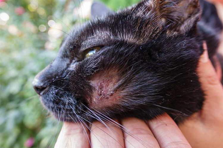 Значение рН кожи кошек