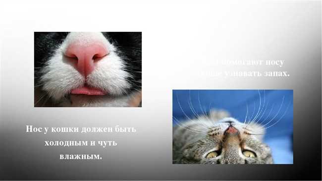 Что говорит нам нос кошки?
