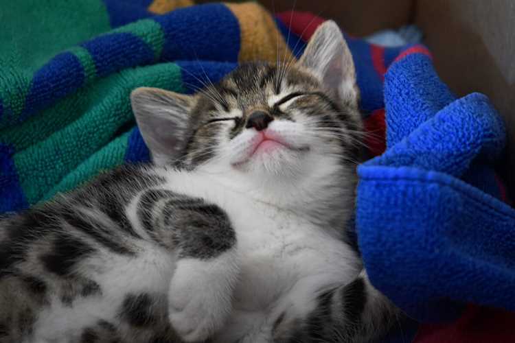 Влияние цветового спектра на сон и покой кошек