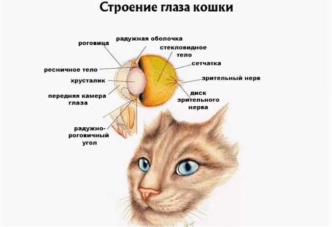 Развитие зрения у котенка