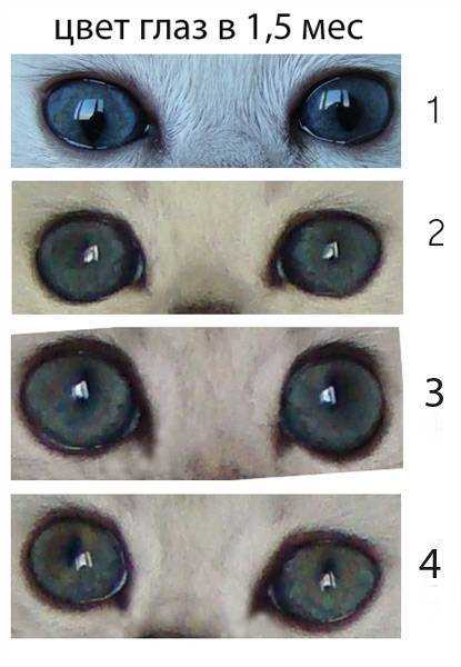 Какой вид зрения у котенка?