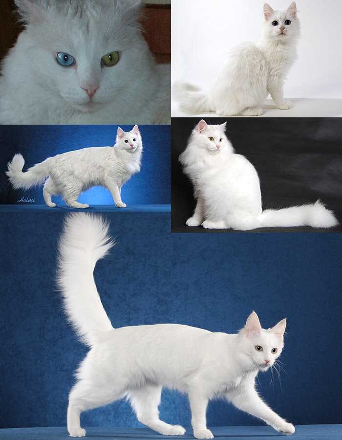 Какой характер у белых кошек?