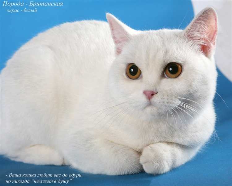 Характер белых кошек