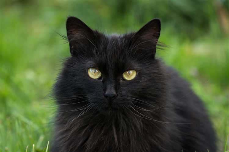Какой характер у черных кошек?