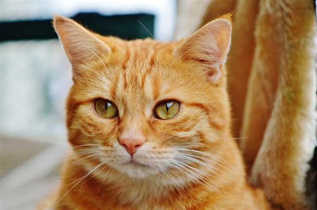 Какой характер у рыжих кошек?