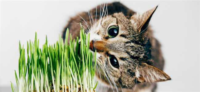 Лекарственные свойства трав для котов
