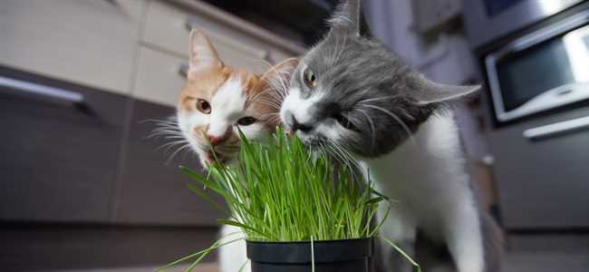 Какую траву можно давать котам?