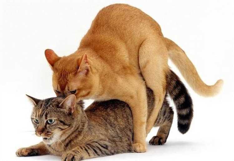 Физическое поведение кота в период половой зрелости