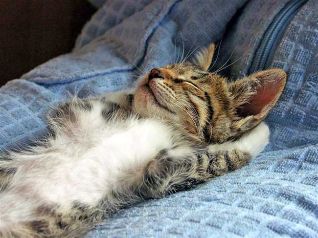 Дневной сон кошек