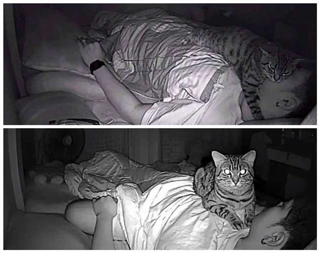 Когда спят кошки днем или ночью?