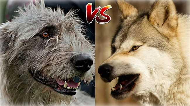 Кто сильнее кавказская овчарка или волк?