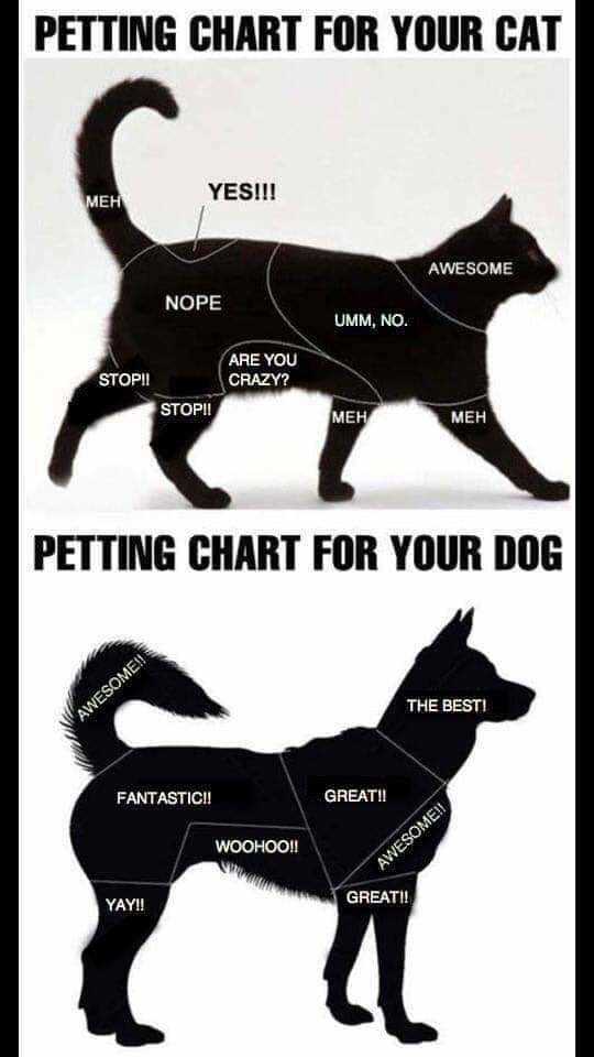 Как правильно гладить собаку: