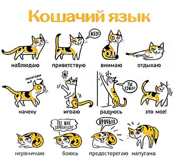 Невербальные сигналы кошек