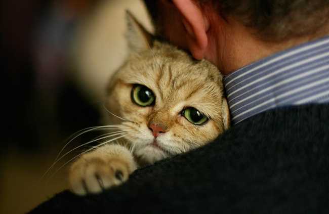Могут ли коты грустить по хозяину если он отсутствует несколько дней?