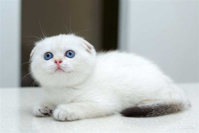 Могут ли шотландские кошки быть белыми с голубыми глазами?
