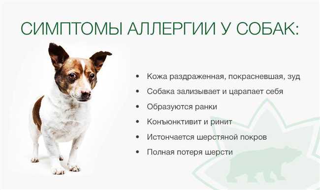 4. Используйте специальные шампуни и средства для ухода за собакой
